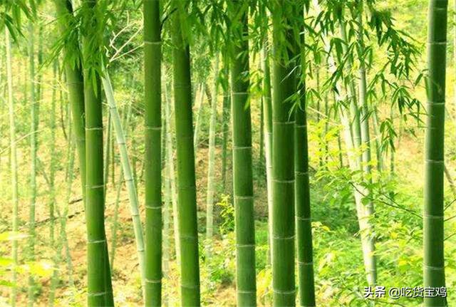 老外在中国吃包子,心疼他的外国朋友:他们没有包子吃
